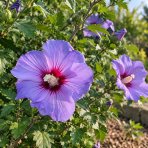 Ibištek sýrsky (Hibiscus syriacus) ‘OISEAU BLEU’ – výška 10-20 cm, kont. C2L